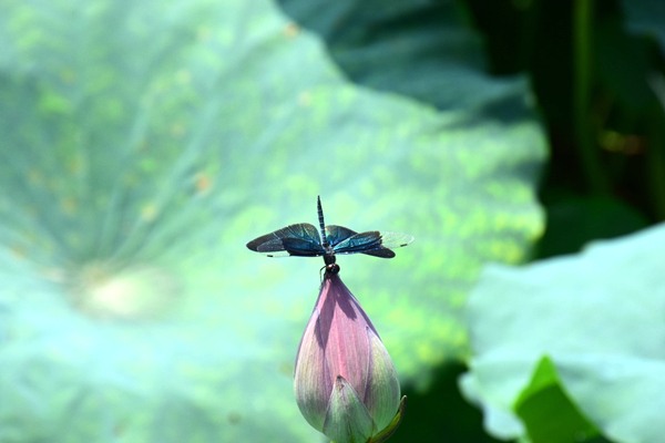 “汕头织造”冲刺超2000亿元产业集群目标 内衣家居服产量占全国近半